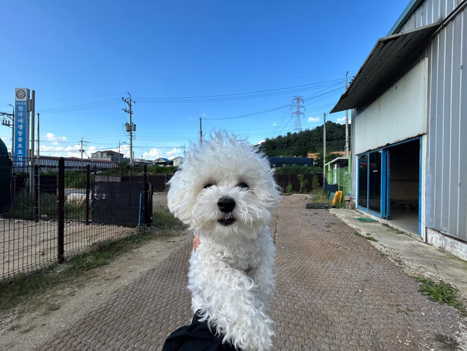 푸들 이미지 파일 입니다.